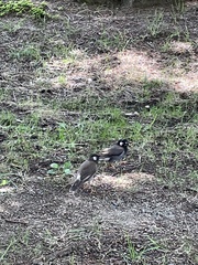 Spodiopsar cineraceus