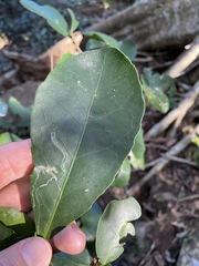 Croton acronychioides