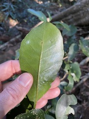 Croton acronychioides
