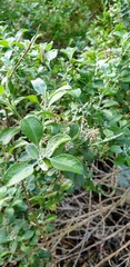 Chenopodium parabolicum