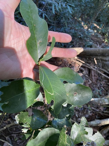 Image of Croton acronychioides by (c) Greg Tasney, some rights reserved (CC BY-SA)