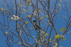 Chrysococcyx lucidus lucidus