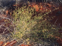 Scaevola depauperata