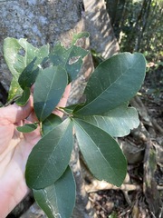 Croton acronychioides