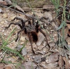 Aphonopelma caniceps
