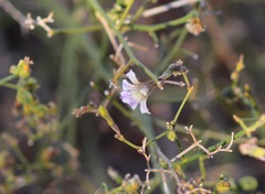 Scaevola depauperata