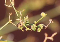 Scaevola depauperata