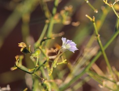 Scaevola depauperata
