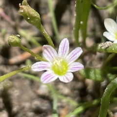 Lewisia triphylla