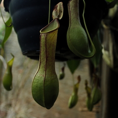 Nepenthes alata