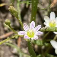 Lewisia triphylla