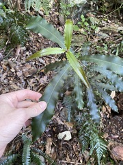 Macadamia tetraphylla