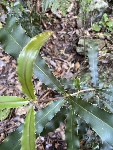 Image of Macadamia tetraphylla by (c) Greg Tasney, some rights reserved (CC BY-SA)