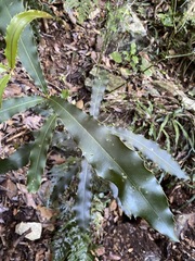 Macadamia tetraphylla