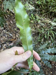 Macadamia tetraphylla