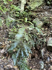 Macadamia tetraphylla