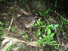 Limnonectes macrodon