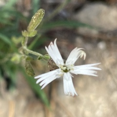 Silene verecunda