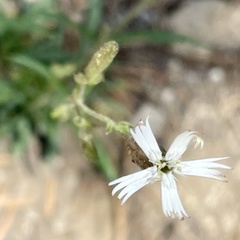 Silene verecunda