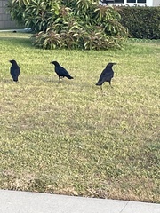 Corvus brachyrhynchos