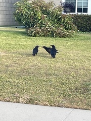 Corvus brachyrhynchos