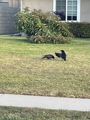 Corvus brachyrhynchos