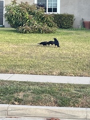 Corvus brachyrhynchos