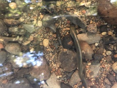 Lampetra richardsoni