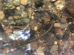 Lampetra richardsoni