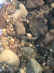 Lampetra richardsoni