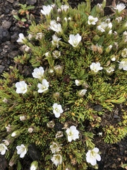 Pseudocherleria macrocarpa