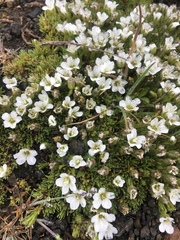 Pseudocherleria macrocarpa