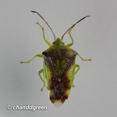 Elasmostethus nubilus