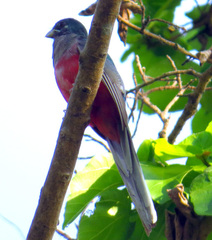 Apaloderma narina