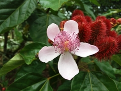 Bixaceae