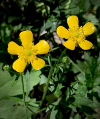 Ranunculus orthorhynchus platyphyllus