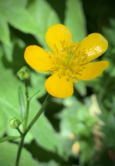 Ranunculus orthorhynchus platyphyllus