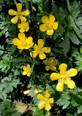 Ranunculus orthorhynchus platyphyllus