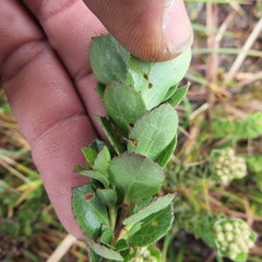 Baccharis rupicola