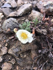 Dryas octopetala