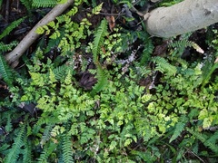 Pteris saxatilis