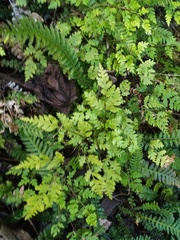 Pteris saxatilis