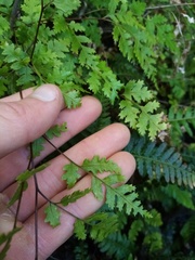 Pteris saxatilis