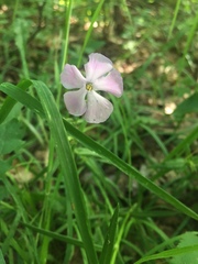 Phlox buckleyi