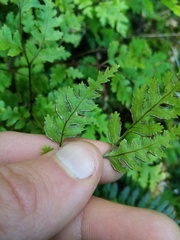 Pteris saxatilis