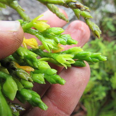 Epidendrum bogotense