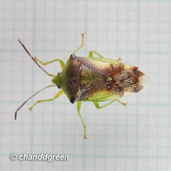 Elasmostethus nubilus