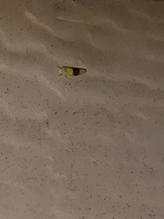 Typhlocyba transviridis