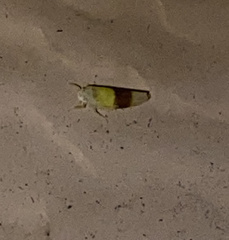 Typhlocyba transviridis