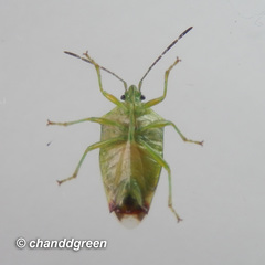 Elasmostethus nubilus